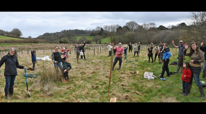 Lots of Wivey tree planting